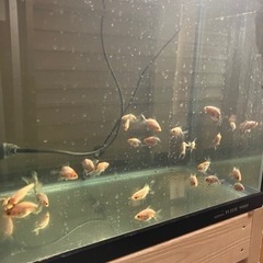 金魚　選別もれ