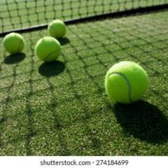 ☀️４月２９日☀️　【社会人限定❗】🎾テニス会開催のお知らせ🎾
