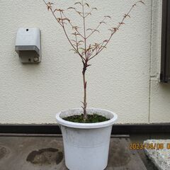 ■商談中～4/9:南天・家屋入口や玄関にどうですか?  魔除けや...