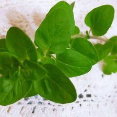 ★手間いらずの多年草★ハーブ★オレガノ抜き苗5本★トマト＆肉料理に★。・の画像