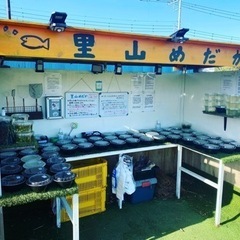 里山めだか　無人販売店4/8