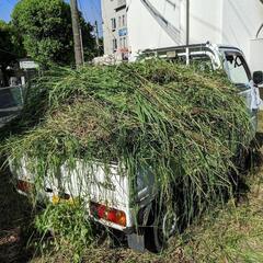 【終了】雑草・雑木 処理🎉片づけ💪 NO17 - 地元のお店