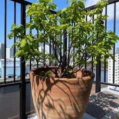 観葉植物「梅」