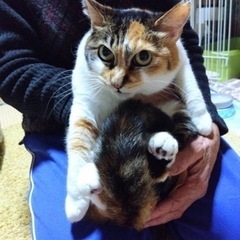 気立てのいい三毛猫さん