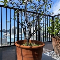 観葉植物「沈丁花」