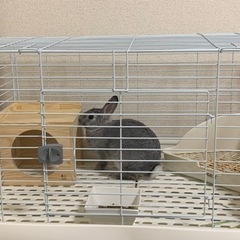 ミニウサギ 4ヶ月
