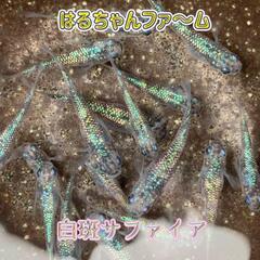 金魚　メダカ販売‼