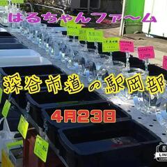 金魚　メダカ販売‼ - 深谷市