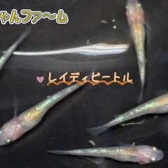 金魚　メダカ販売‼ - イベント