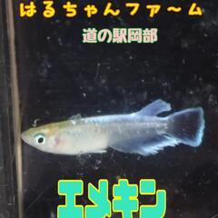 金魚　メダカ販売‼ - 展示会