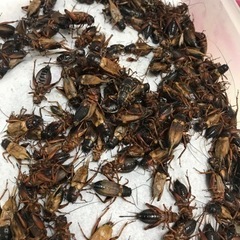 冷凍コオロギ　1kgの画像