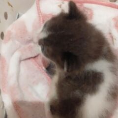 広島県および近県の方＊子猫の引き出しと運搬ボランティアさん＊募集...