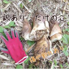 【訳あり】②たけのこ 5キロ+500g