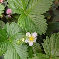 ★ワイルドストロベリー★抜き苗いっぱい★小さな苺★ガーデニングに★の画像