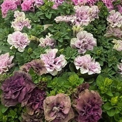 ペチュニア ベルチャーム入荷♪限定入荷です！