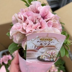 ペチュニアティーパーティールフナ 限定入荷‼️