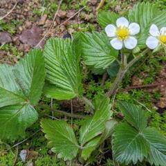 ★ワイルドストロベリー★抜き苗いっぱい☆小さな苺★楽しいガーデニングの画像