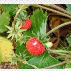 ★ワイルドストロベリー★抜き苗いっぱい☆小さな苺★楽しいガーデニングの画像