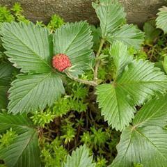 ★ワイルドストロベリー★抜き苗いっぱい☆小さな苺★楽しいガーデニングの画像