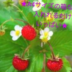 ★ワイルドストロベリー★抜き苗いっぱい☆小さな苺★楽しいガーデニング