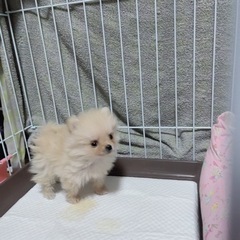 ポメラニアン🐶