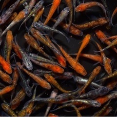 【華めだか大阪】高級ラメミックス 10匹セット