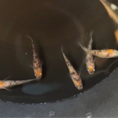 三色ラメ幹之めだか　5匹の画像