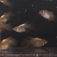終了⭐️琥珀ヒカリダルマ⭐️メダカ　8匹