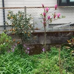 木蓮(シモクレン)🟣紫色❗️の画像