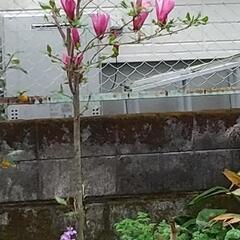 木蓮(シモクレン)🟣紫色❗️の画像