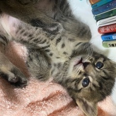 キジトラの男の子【募集ストップ】