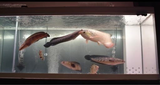 大型熱帯魚　大型水槽　引き取り限定