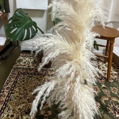 パンパスグラス【花瓶つき】の画像