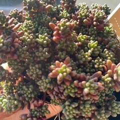 多肉 ベッラ デ インベルノの画像