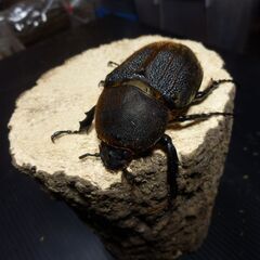 (使用済み)DHHヘラクレス♀ 70mm(直接取引のみ)