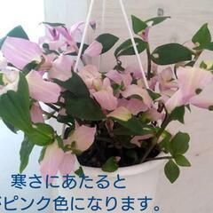 トラディスカンチア 胡蝶の舞 切り苗
