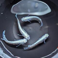メダカ　マリアージュキッシングワイドフィン　稚魚10匹+α