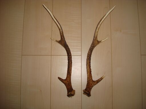 鹿の角　40cm　2又　岐阜県採取