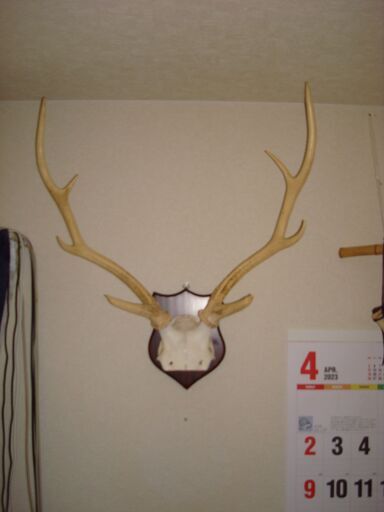 鹿の角　頭蓋骨付　壁掛け　北海道　蝦夷鹿