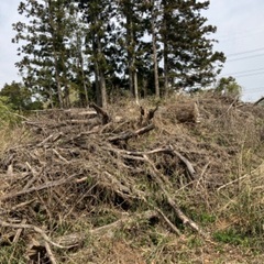 牛久市井ノ岡町　無料　薪などに　伐採した木をお譲りします(クヌギ、一部杉等薪用の樹木)の画像