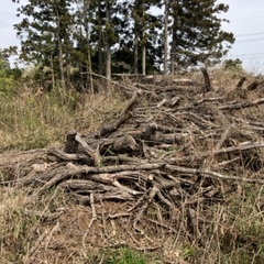 牛久市井ノ岡町　無料　薪などに　伐採した木をお譲りします(クヌギ、一部杉等薪用の樹木)の画像