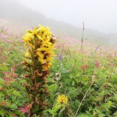軽度知的障害の女子１8歳と山歩きやハイキング