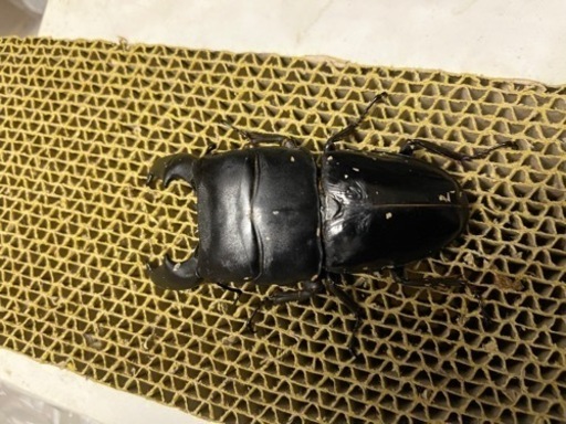 スマトラヒラタ(♂♀世子血統)未使用ペア