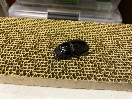 スマトラヒラタ(♂♀世子血統)未使用ペア