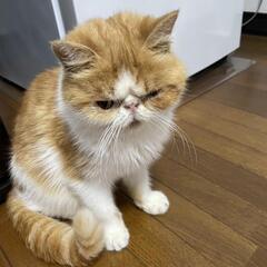 一時お問い合わせをストップ致します。里親さん募集です