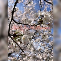 2023年4月のヨガレッスンご案内