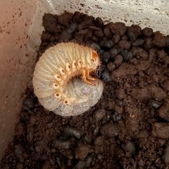 5/5までの募集　カブトムシ幼虫差し上げます①(条件あり)の画像