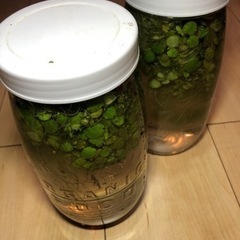 水草、アマフロ、アオウキクサ