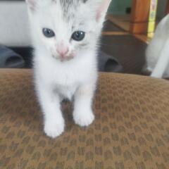 小猫。生後1ヶ月半です。