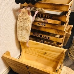 ハリネズミメス　白　黒